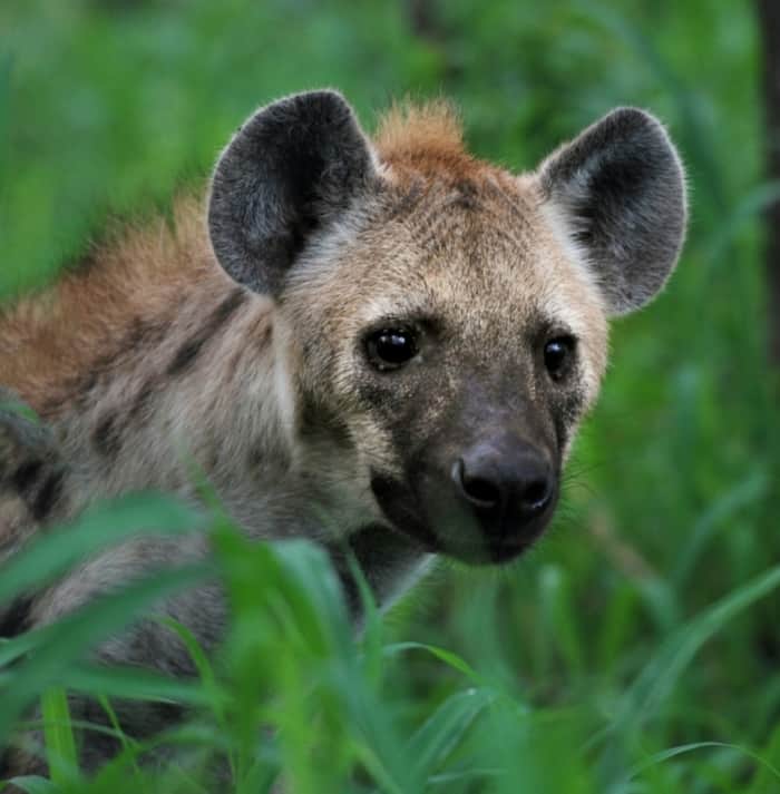 On Coronavirus demos, Trump, and hyenas in Lockdown
